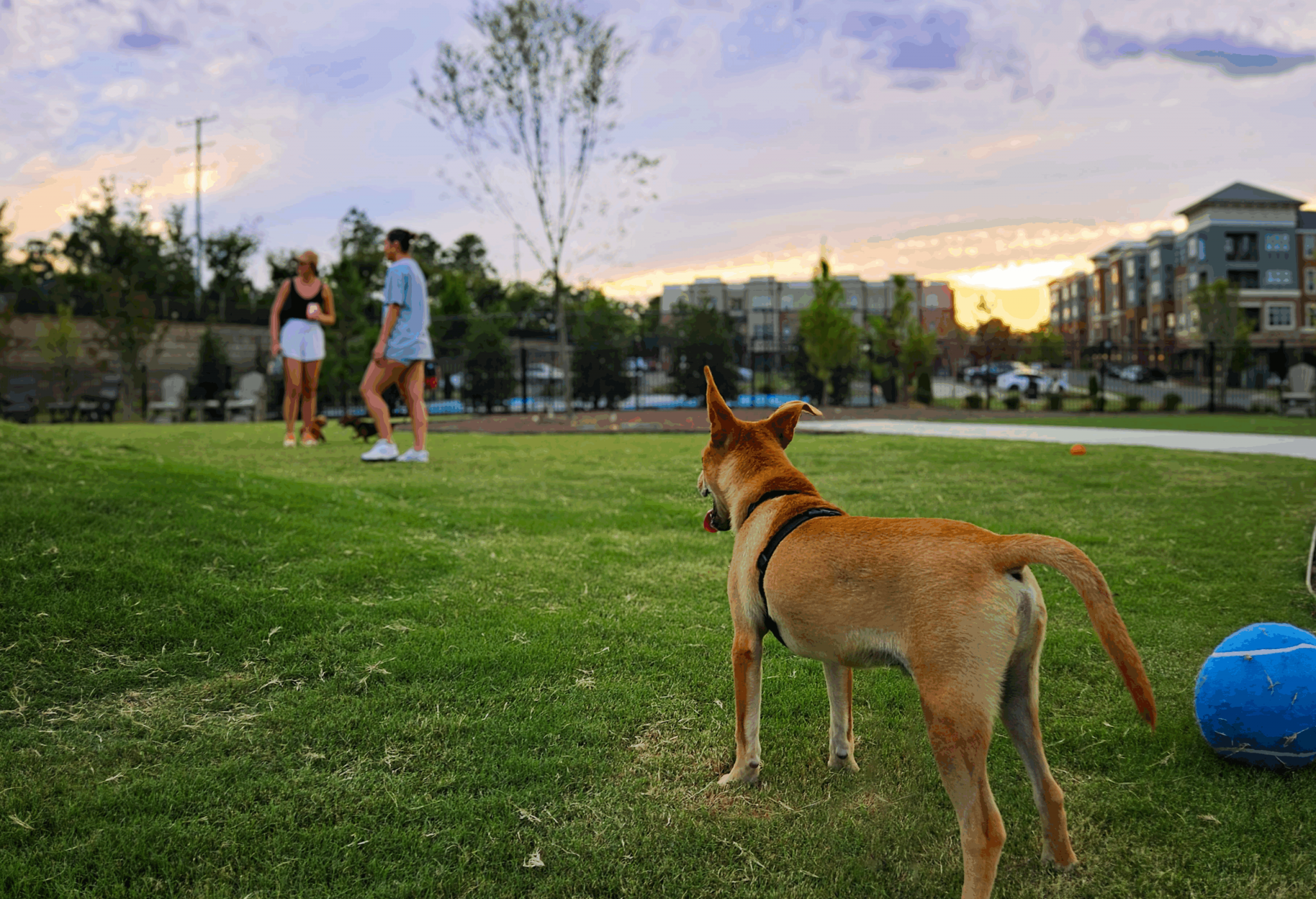 Carrway Village enclosed off-leaseh dog park for resident pets