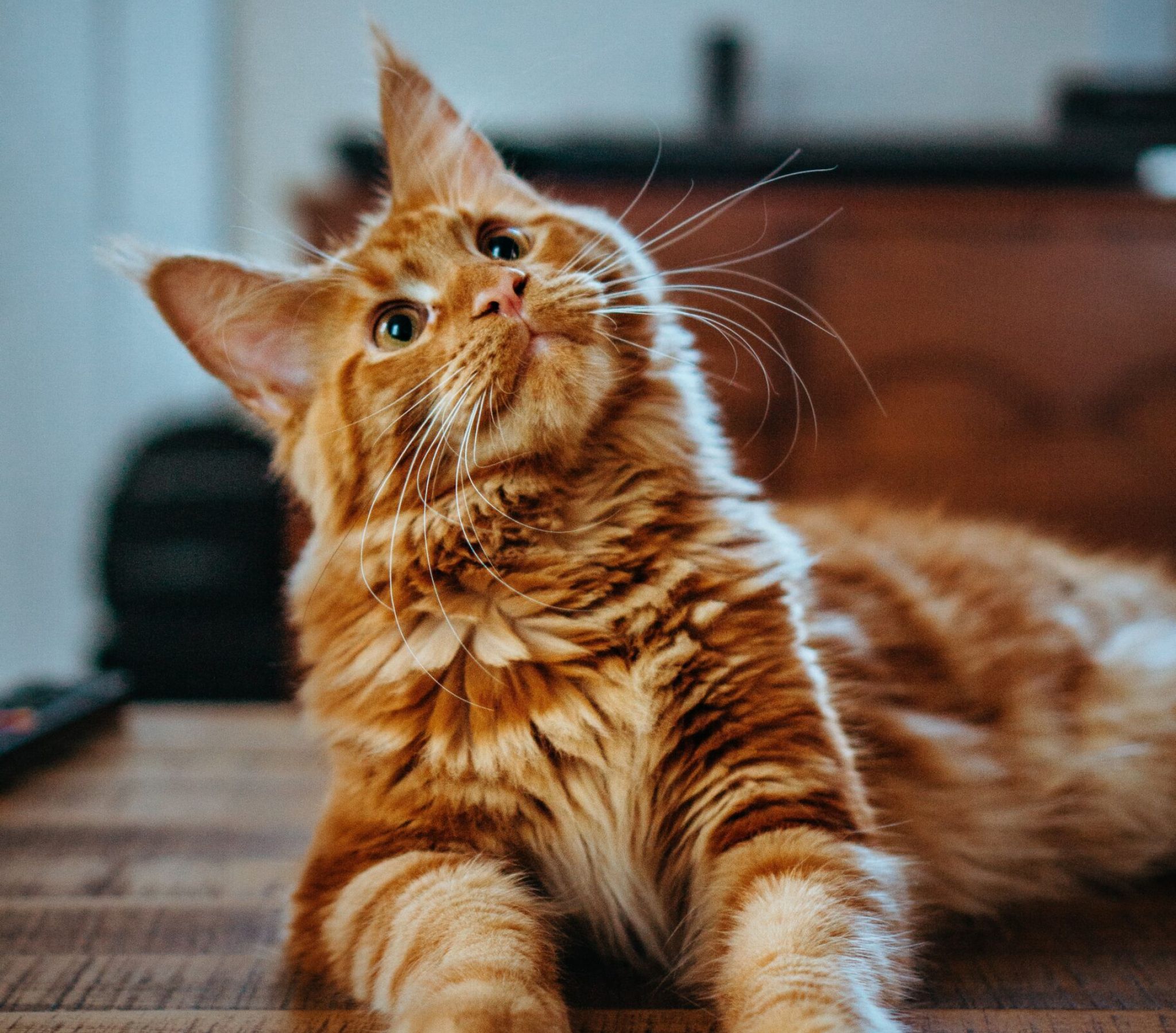 Cute cat laying on table and glancing upwards