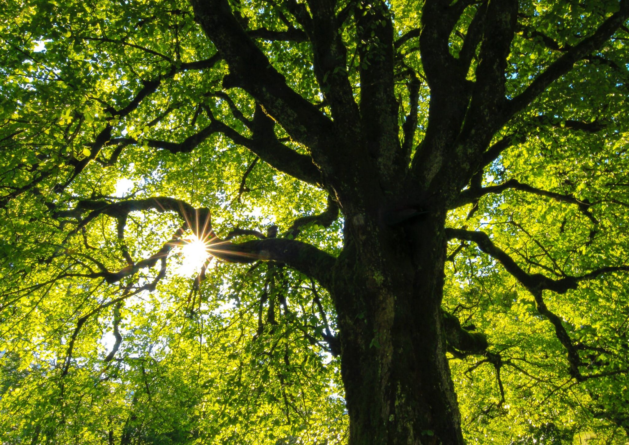 Tree canopy lit up by the sunlight